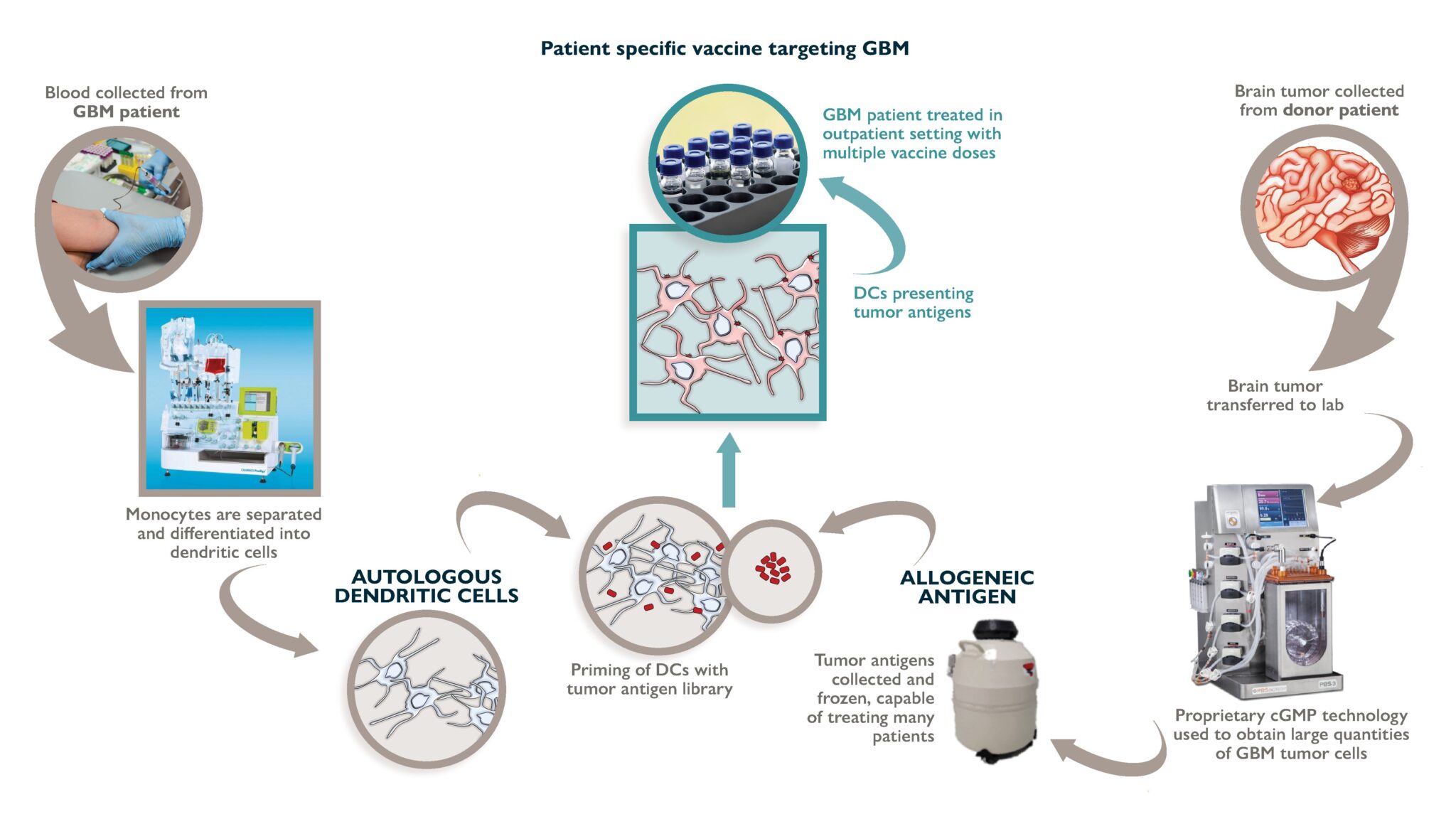 Dendritic Cell Vaccine Mill Creek Life Sciences