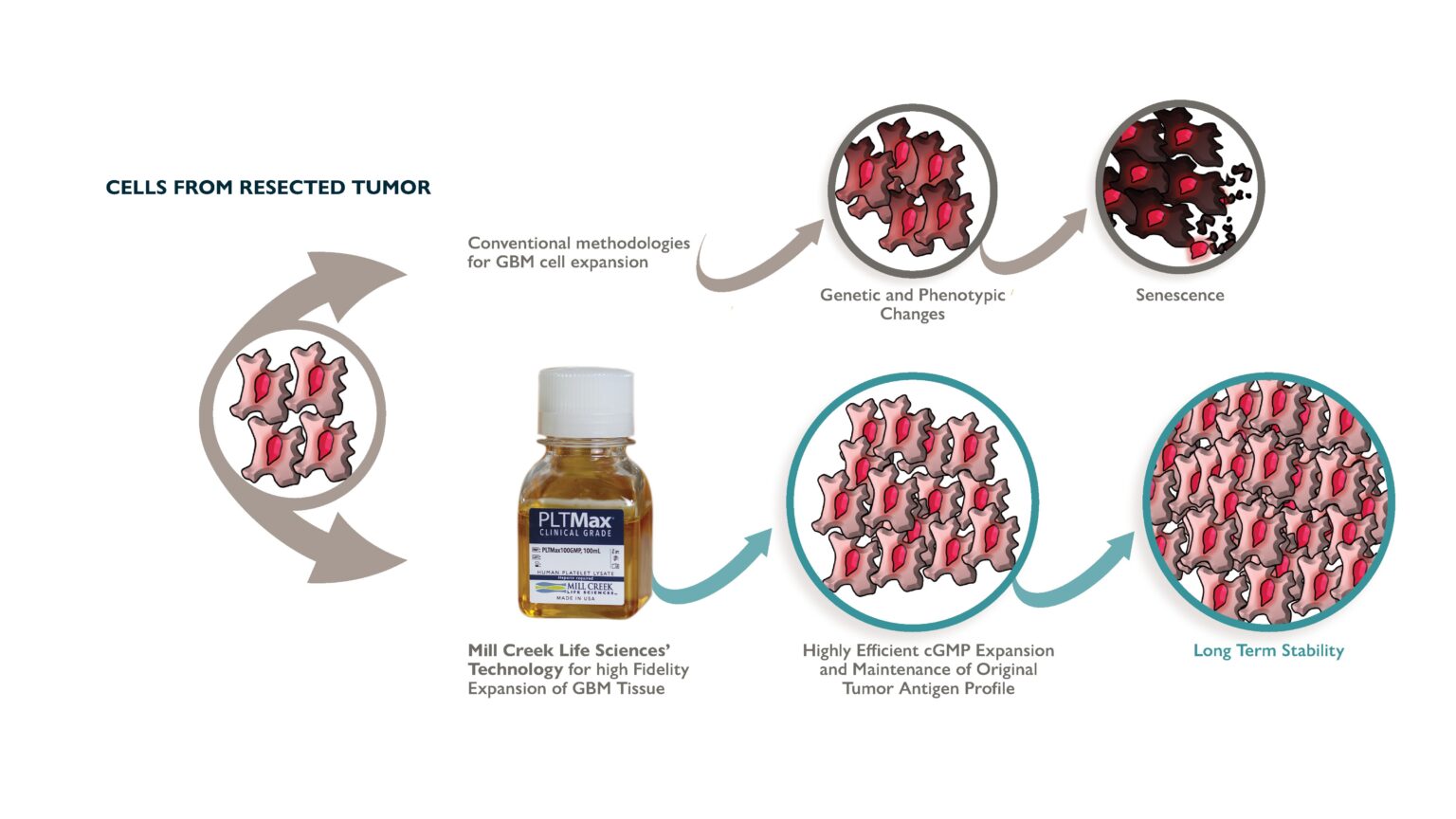 Dendritic Cell Vaccine Mill Creek Life Sciences