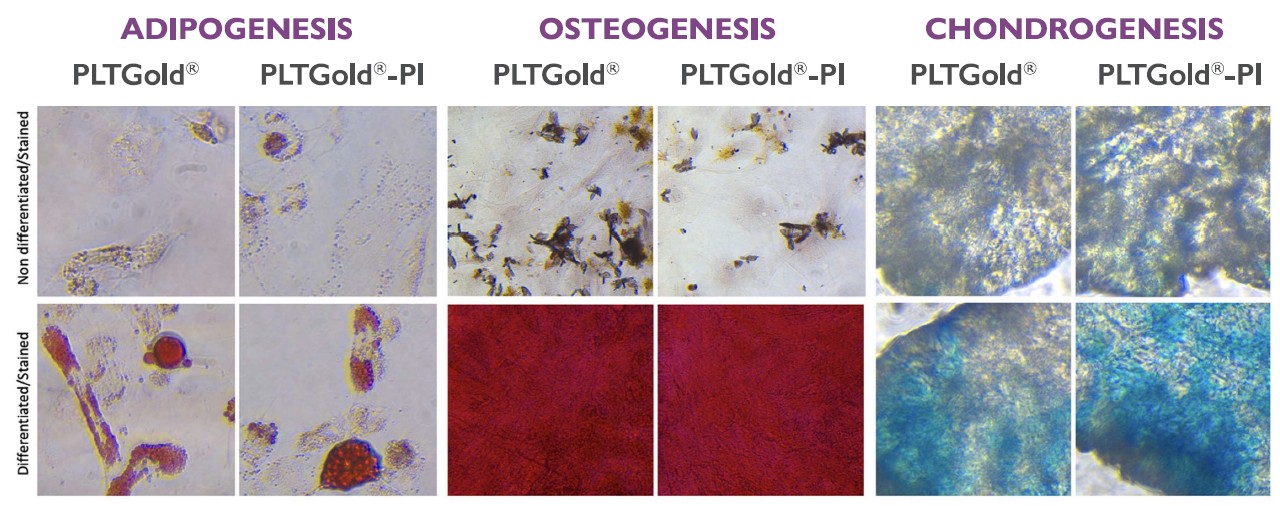 Adipogenesis Osteogenesis Chondrogensis for PLTGold vs PLTGold-PI